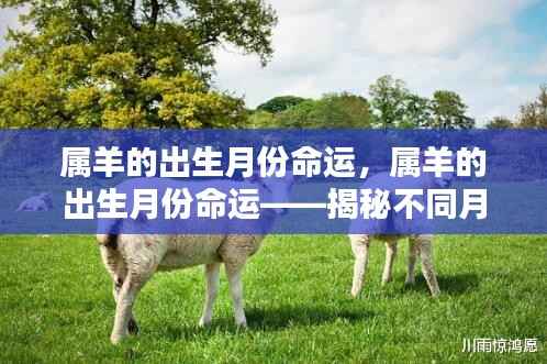 属羊的出生月份命运解析,揭秘不同月份出生的羊年人的命运轨迹