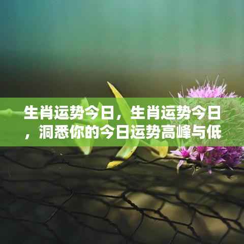 今日生肖运势详解，高峰与低谷洞悉