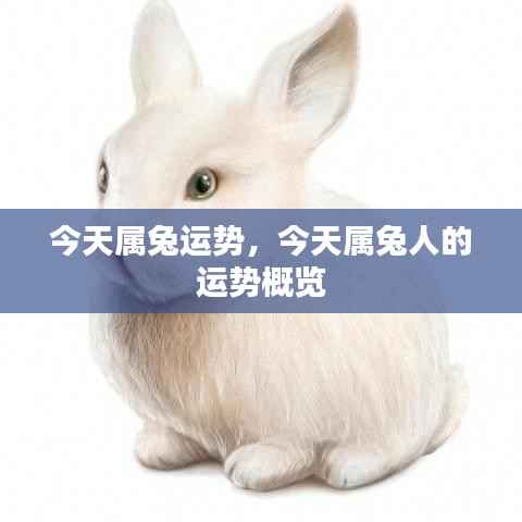 今日属兔人的运势概览与运势分析