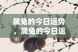 属兔人今日运势详解