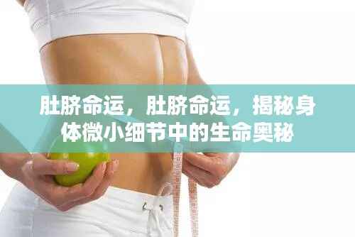 肚脐命运之谜,身体微小细节揭示生命奥秘