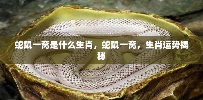 蛇鼠一窝,揭秘生肖运势与神秘组合