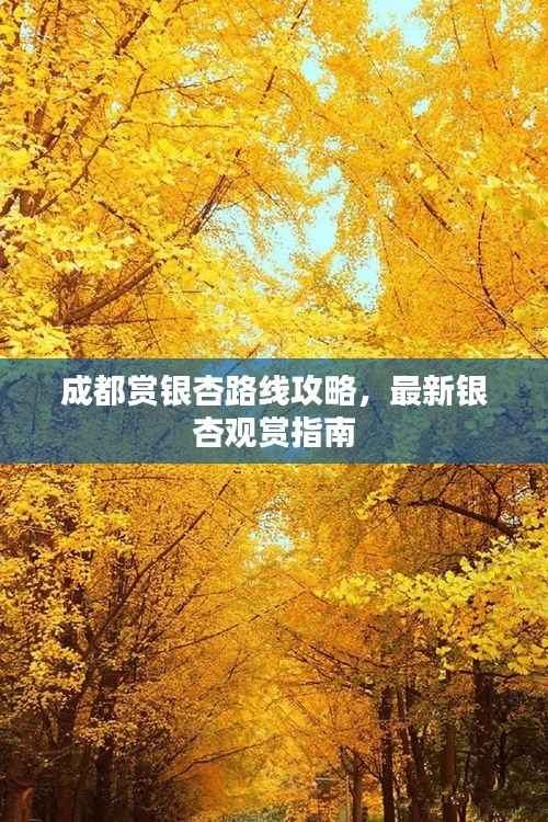 成都赏银杏路线攻略,最新银杏观赏指南