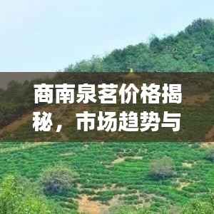 商南泉茗价格揭秘,市场趋势与影响因素深度解析