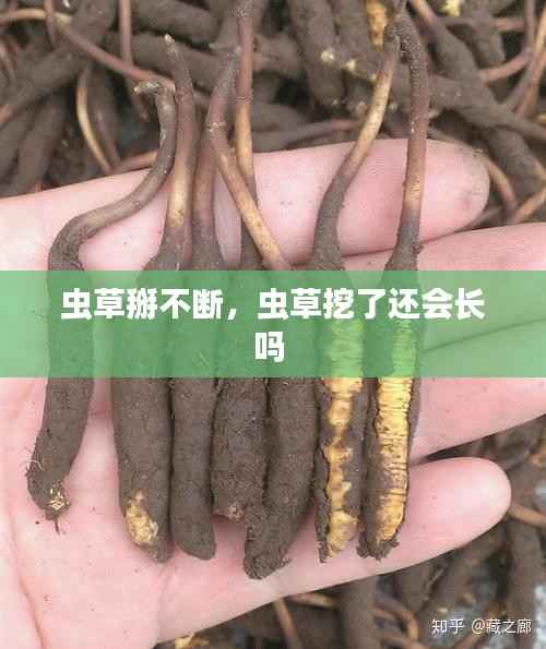 虫草掰不断,虫草挖了还会长吗