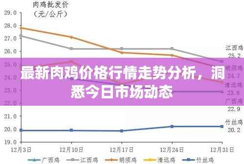 最新肉鸡价格行情走势分析,洞悉今日市场动态