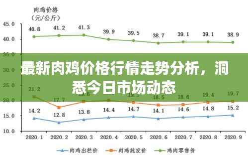 最新肉鸡价格行情走势分析,洞悉今日市场动态