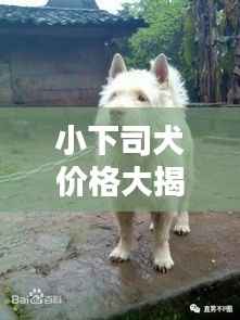 小下司犬价格大揭秘,购买须知全解析